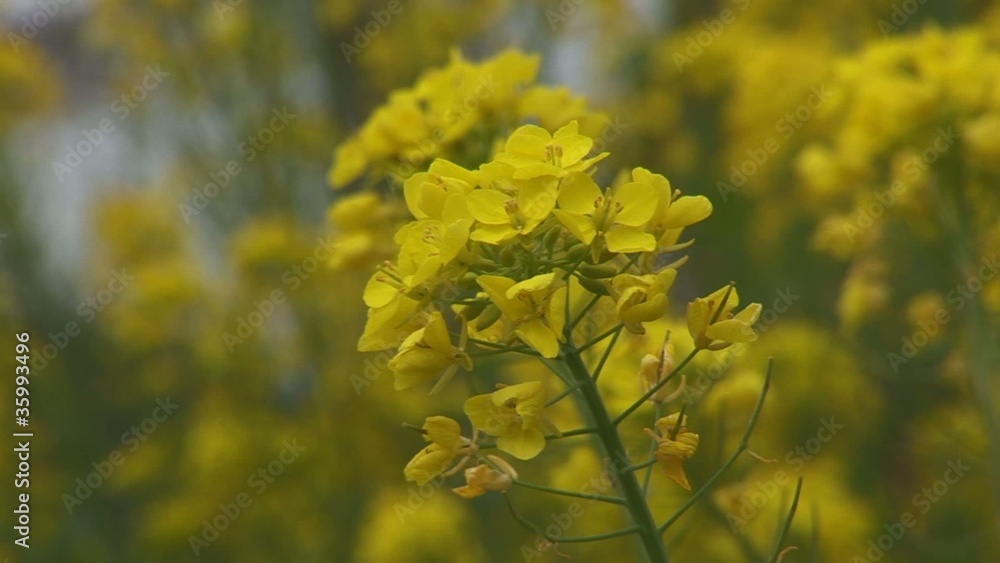 菜の花 菜の花