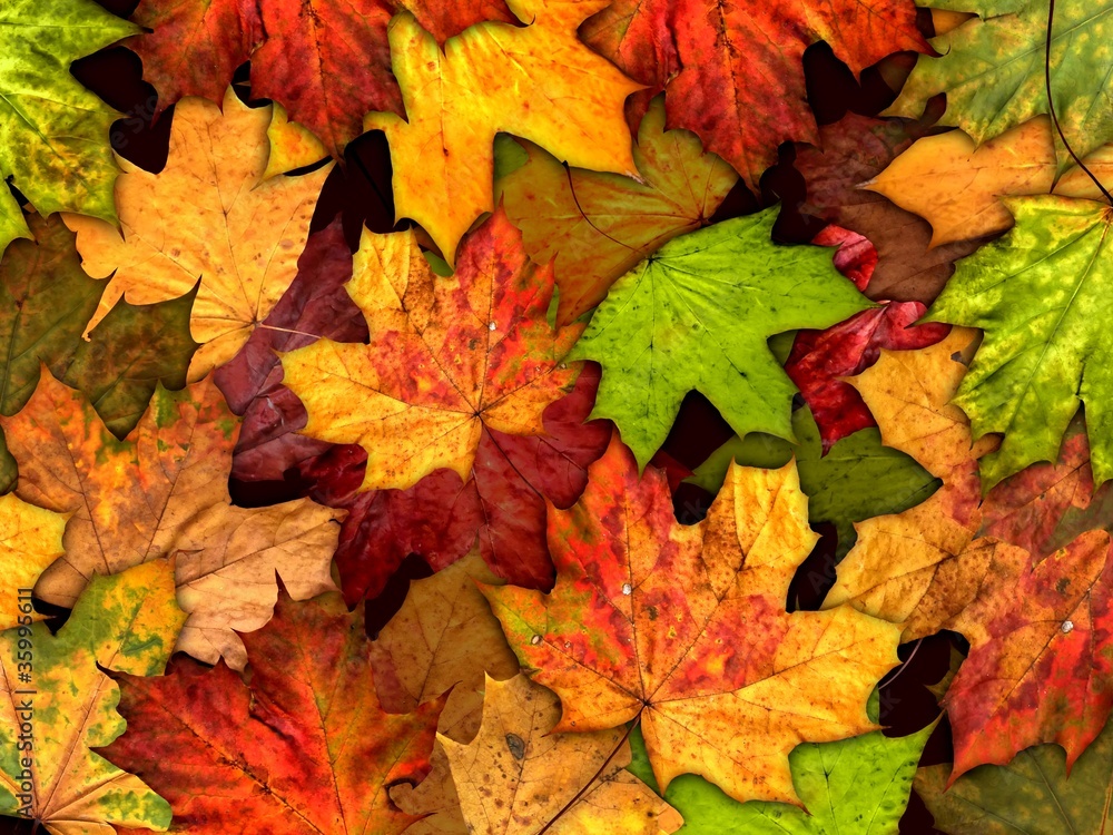 Fototapeta premium dry autumn leaves background