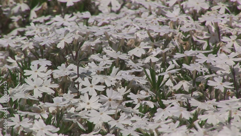 芝桜 芝桜