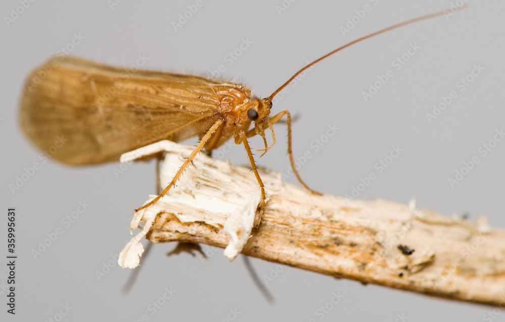 Trichoptera