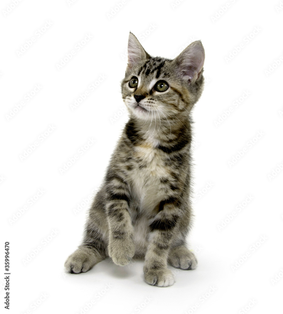 Cute tabby kitten playing