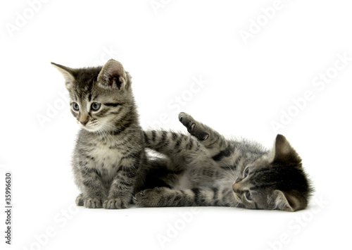 Photo Two tabby kittens on white