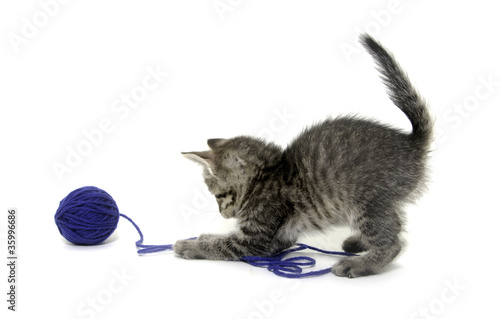 Tabby kitten and blue ball of yarn © Tony Campbell