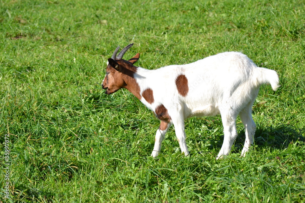 Ziege Ziege
