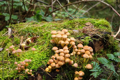mushrooms on a mossy tree trunk