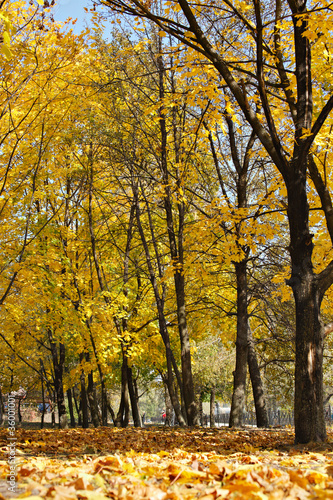 Fototapeta Naklejka Na Ścianę i Meble -  Autumn at the park