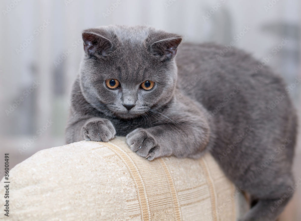 Obraz premium British cat