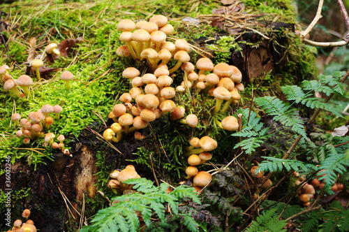 Mushrooms growing on moosy tree trunk