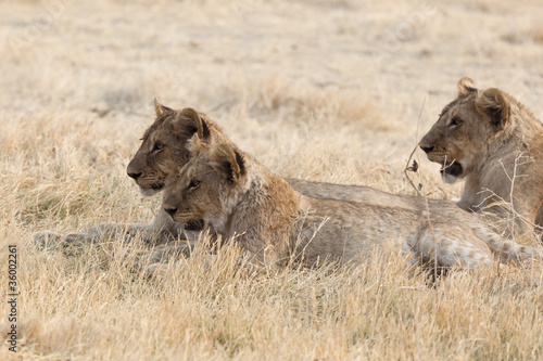 African Lions family