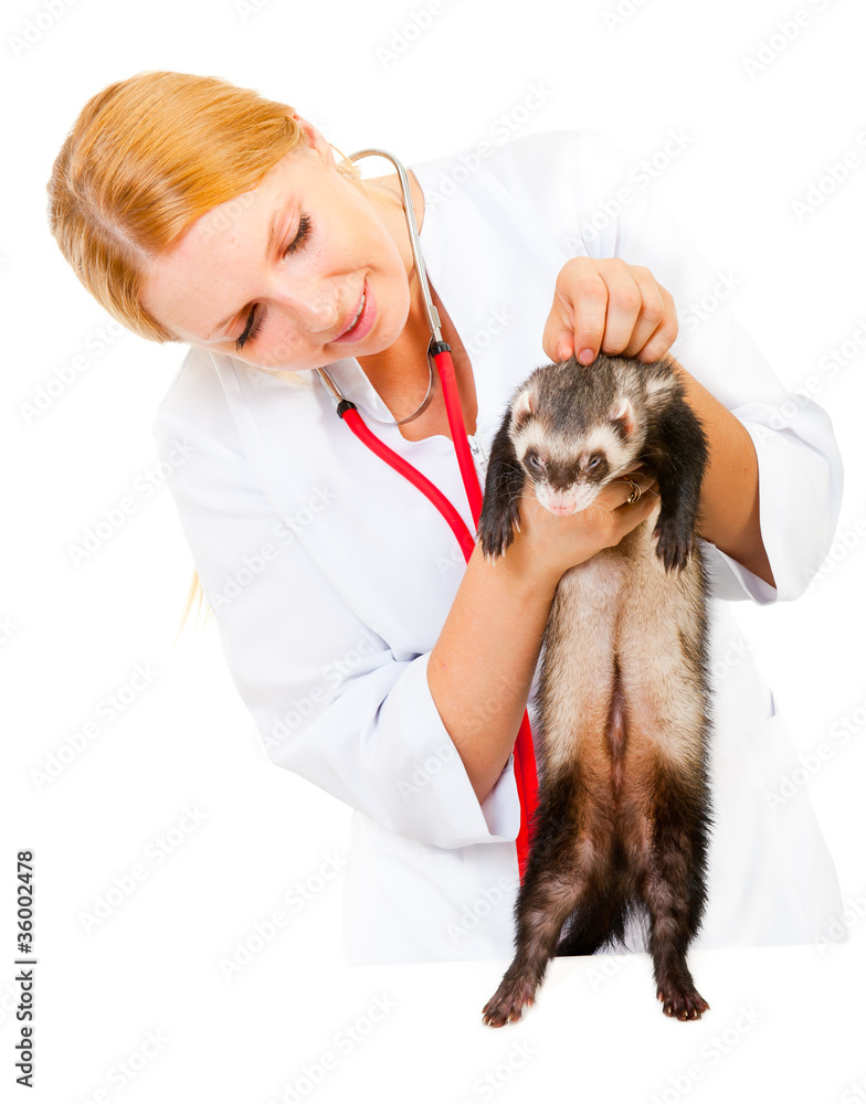 Young veterinarian examines a patient ferret Young veterinarian examines a patient ferret