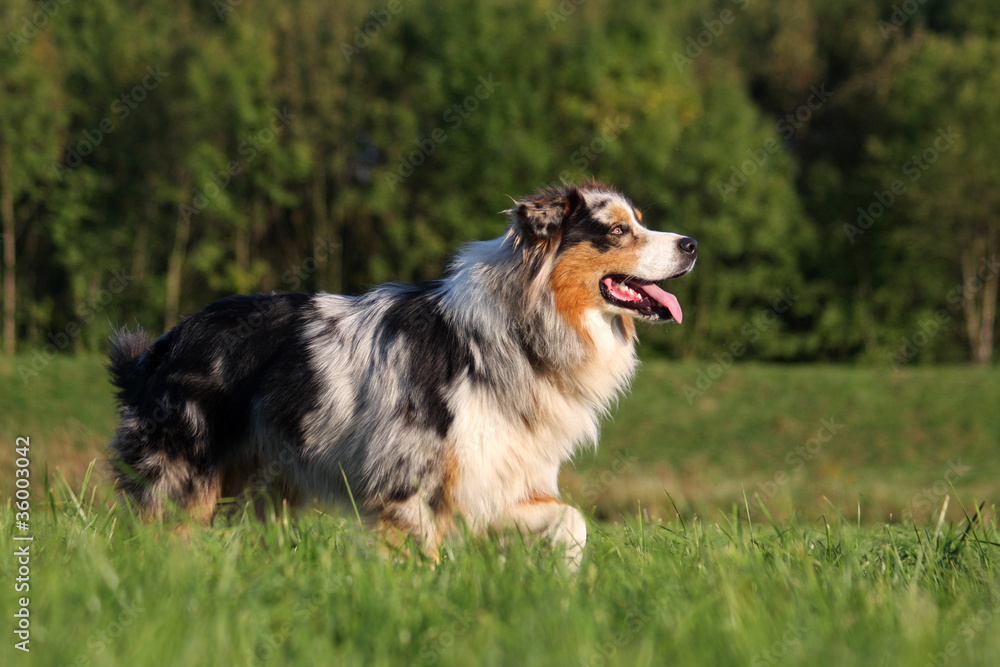 Australian Shepherd Australian Shepherd