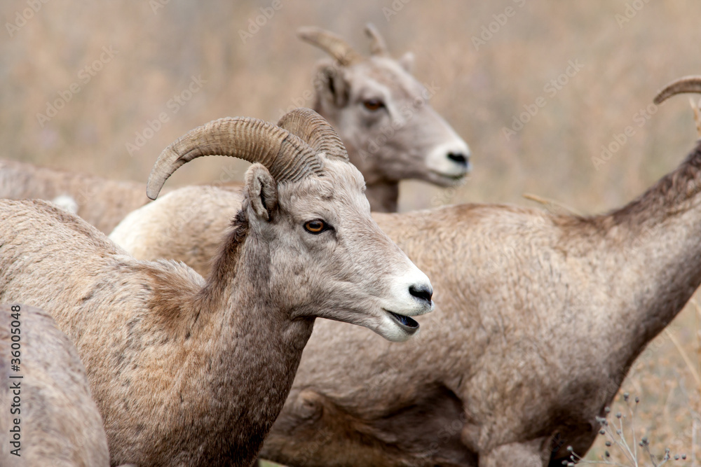 Close up of bighorn sheep.