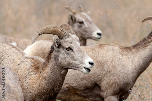 Close up of bighorn sheep.