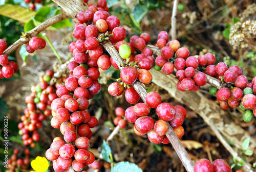 Fresh coffee grains on plant