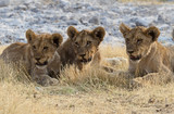 Löwenfamilie im Etosha Nationalpark