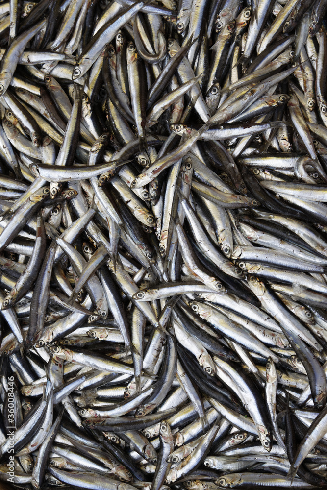 Fischmarkt Fischmarkt