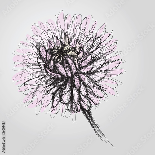 Chrysanthemum / Realistic sketch of flower