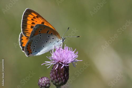 female large copper (Lycaena dispar) feeding on brown knapweed