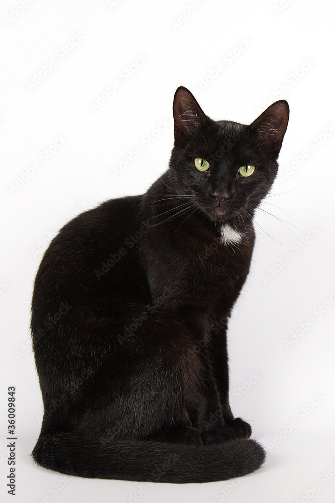 Black cat in front of a white background Black cat in front of a white background