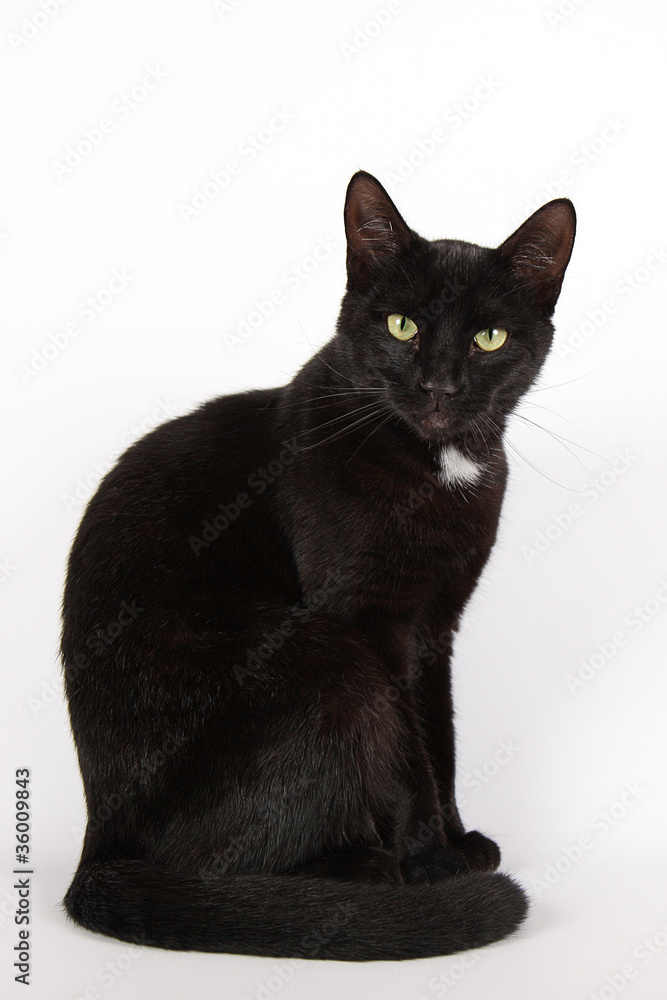 Black cat in front of a white background