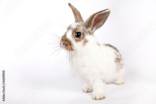 White bunny with ginger marks isolated on white