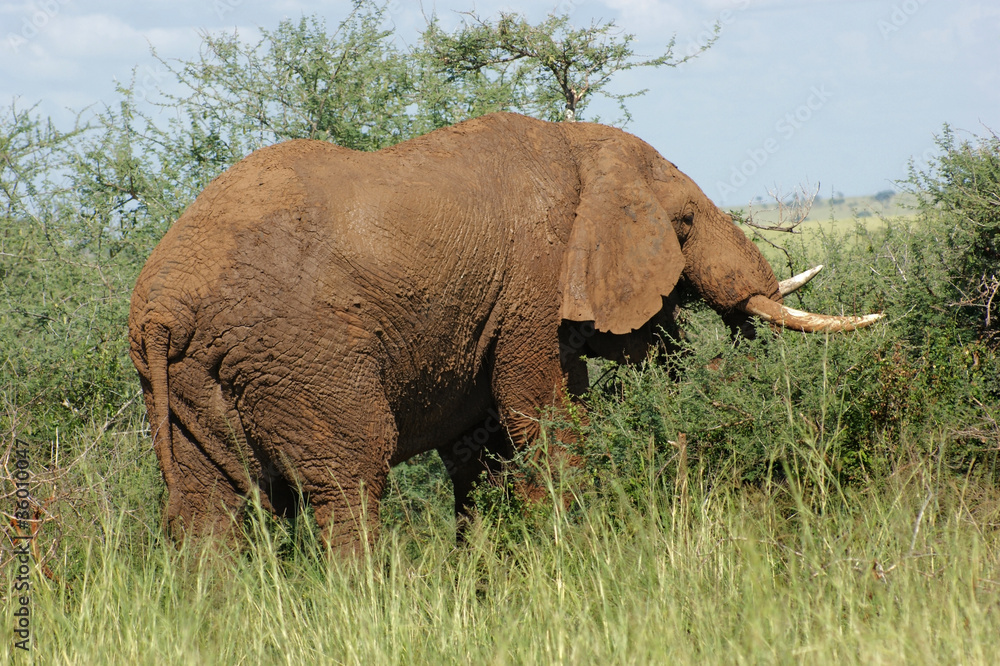 Fototapeta premium earth colored Elephant