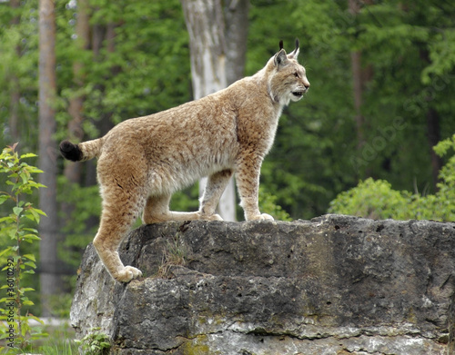 Eurasian Lynx