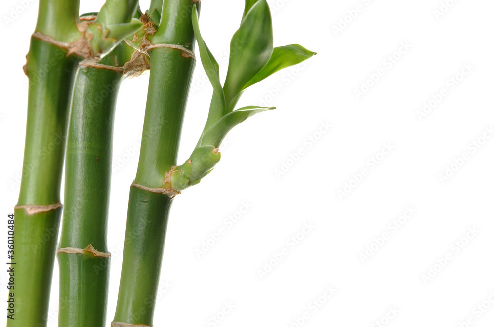 Bamboo background Bamboo background
