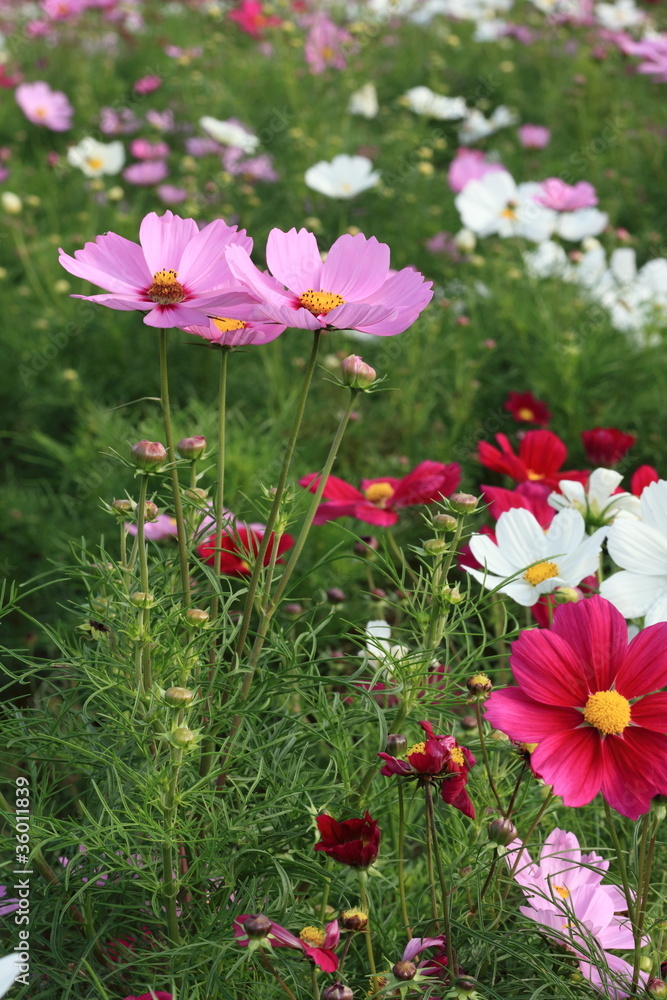 Obraz premium Cosmos / コスモス (昭和記念公園)