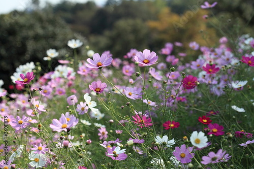 Cosmos / コスモス (昭和記念公園)