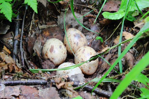 Eggs. A nest of a woodcock.