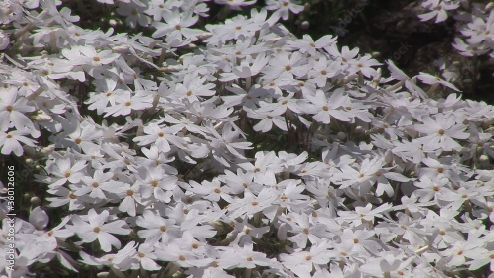 芝桜 芝桜