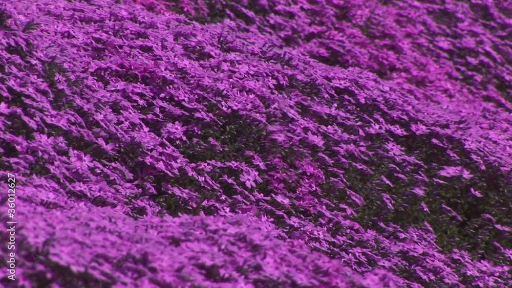 芝桜 芝桜