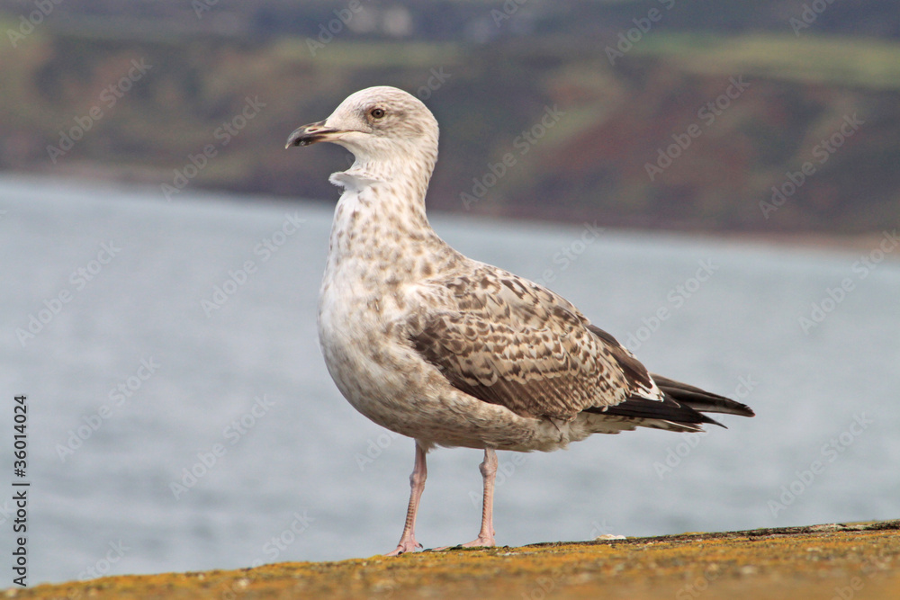 Möwe Möwe