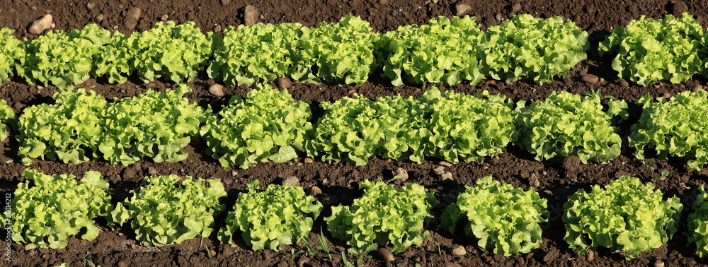 rangs de culture de salades vertes rangs de culture de salades vertes