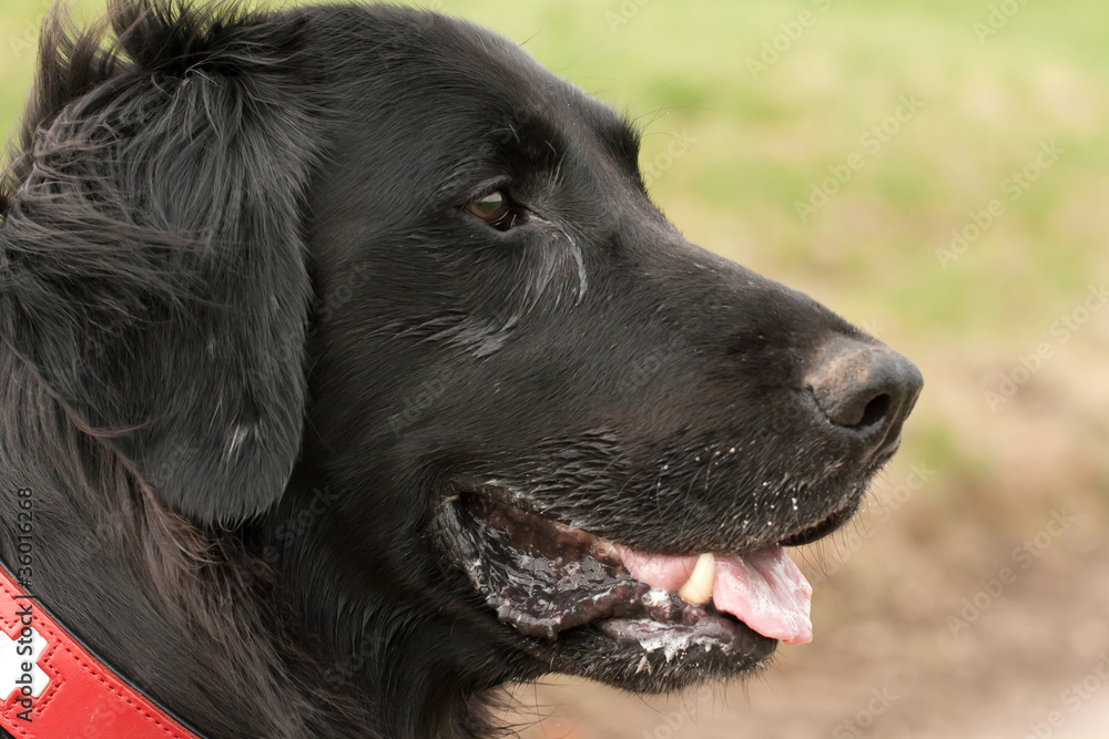 Flat-Coated Retriever, schwarz