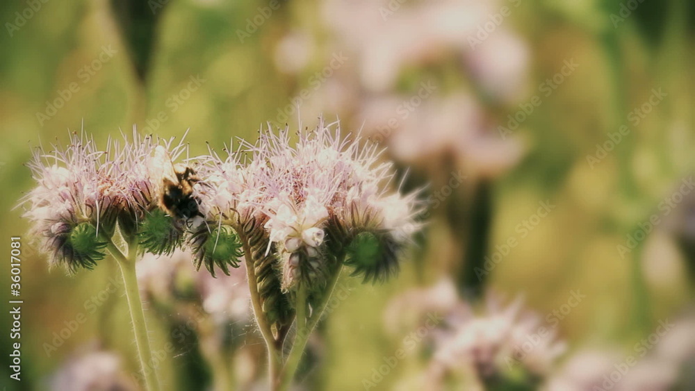 Natural scene with Purple lucerne and bumble bee Natural scene with Purple lucerne and bumble bee