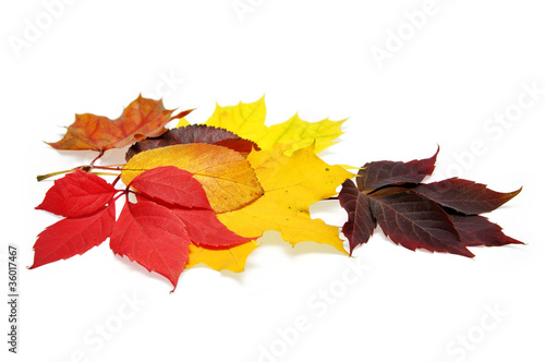 colorful autumn leave