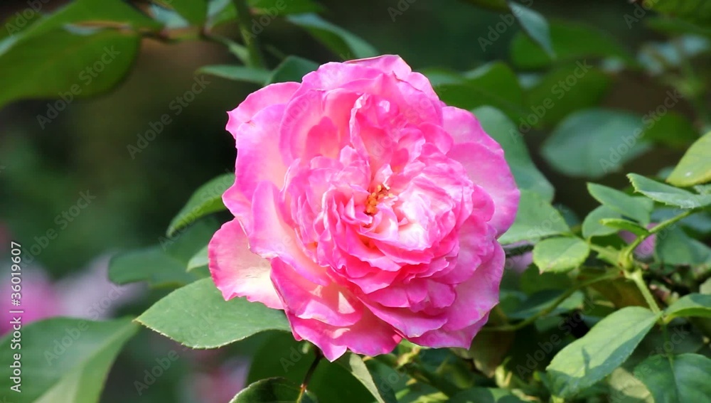 ピンクの薔薇 ピンクの薔薇