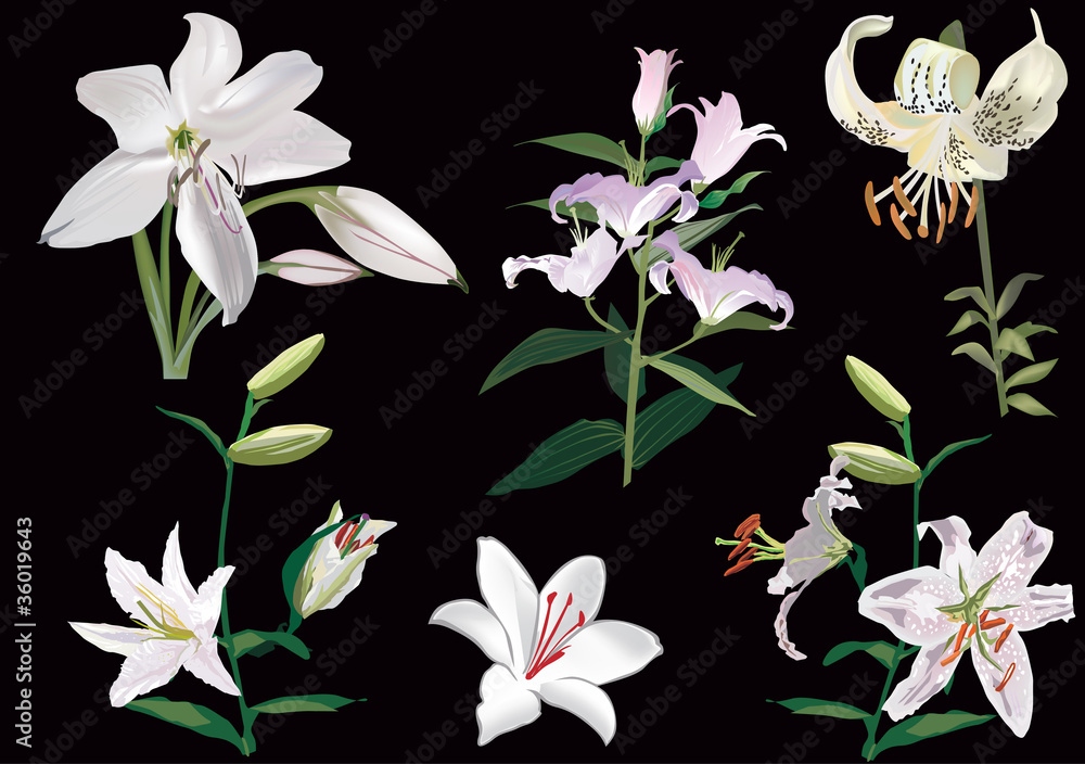 six white lily collection