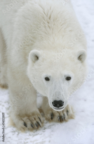 Polar Bear Portrait.
