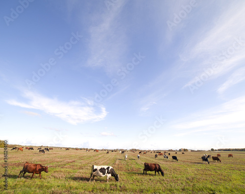 Fototapeta Naklejka Na Ścianę i Meble -  Cows.