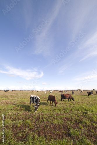 Wallpaper Mural Cows. Torontodigital.ca