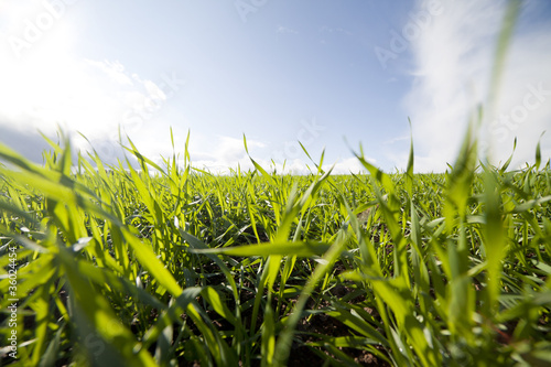 Young wheat.