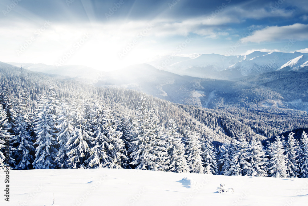 Obraz premium Winter