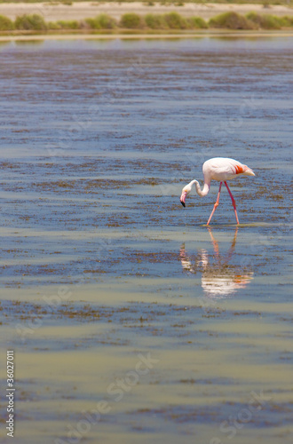 flamingo  Parc Regional de Camargue  Provence  France