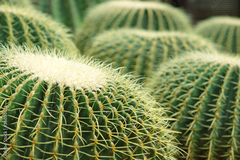 Cactus of sphericity style grows in sand Cactus of sphericity style grows in sand