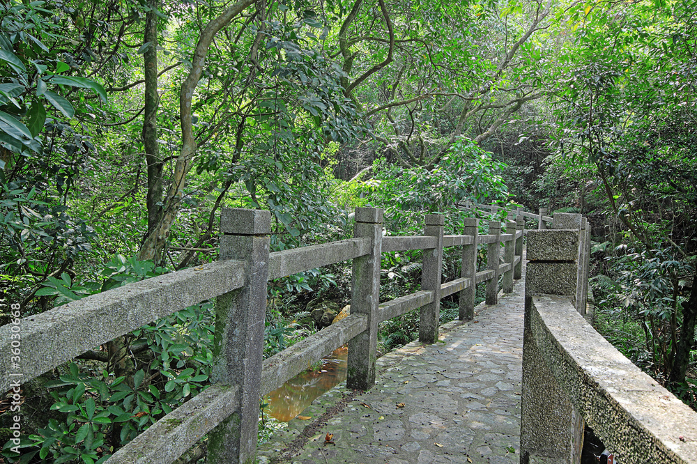 Bridge in the forest