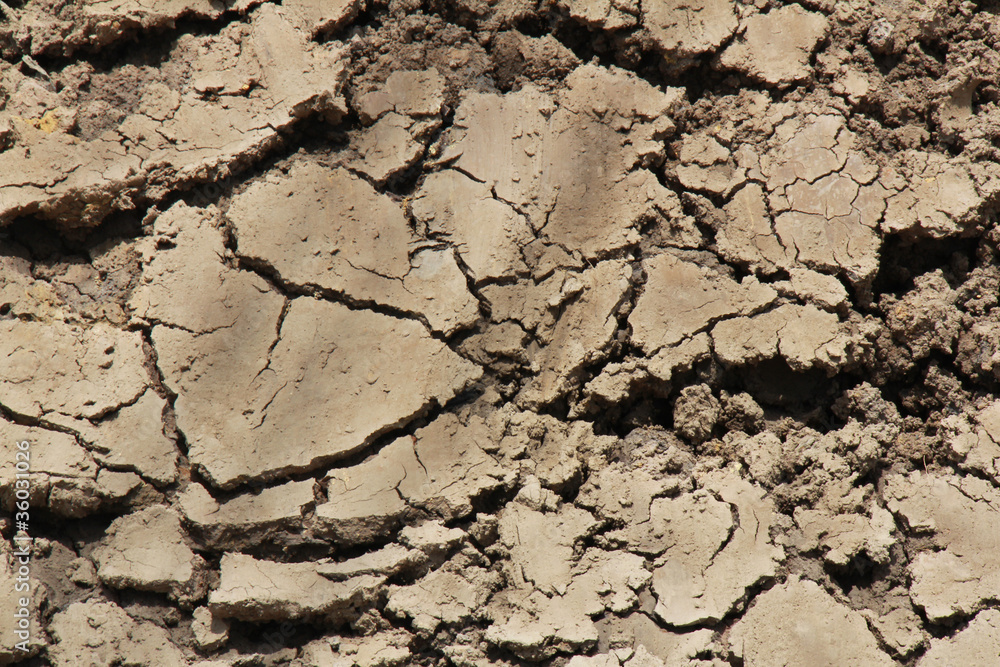 Fototapeta premium dry soil texture