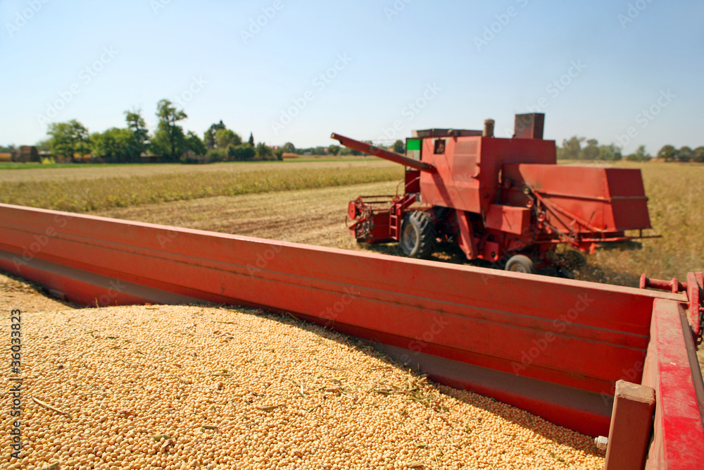 Obraz premium Soya harvesting